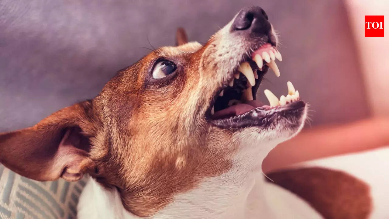 Rabies In Dogs Early Symptoms