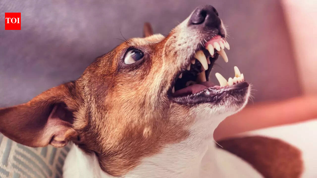 Rabies In Humans Early Symptoms
