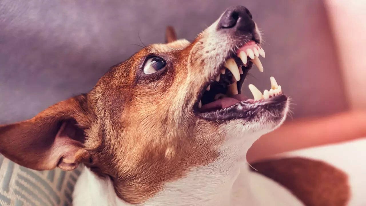Rabies Dog Symptoms In Telugu