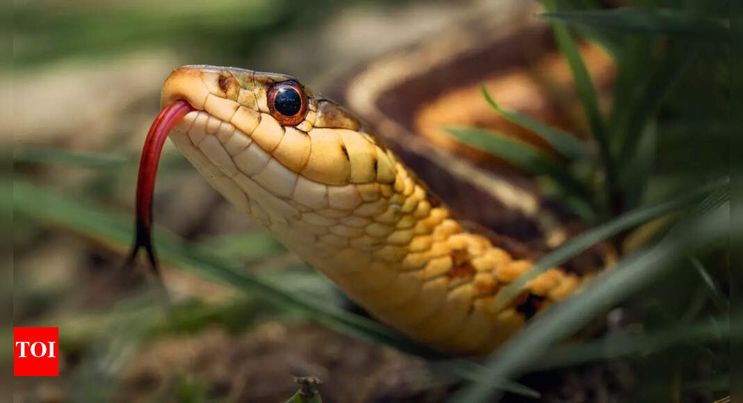 Snakebite crisis in India: Climate change expands risk to new states ...