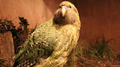 Kākāpō: The rare heaviest parrot that can live up to 100 years found in New Zealand