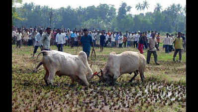 East Khasi Hills district implements immediate ban on bull fights to uphold animal welfare