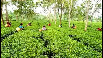 Assam tea workers celebrate 20% Durga Puja bonus from major tea estates