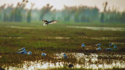 New boats enhance patrolling in Chilika to protect migratory birds