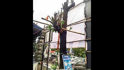 Same almond tree axed illegally again for better hoarding display in Navi Mumbai