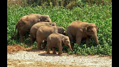 Wildlife population increase in Karnataka leads tohuman-animal conflict