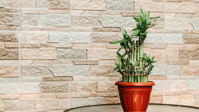  How to keep your plant healthy, lush, and thriving