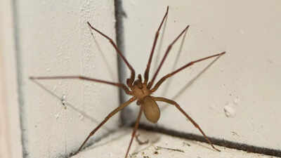 Keep spiders out of your home using this one everyday kitchen ingredient
