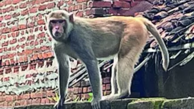  MP monkeys raid temples, villages; Panchayats left helpless