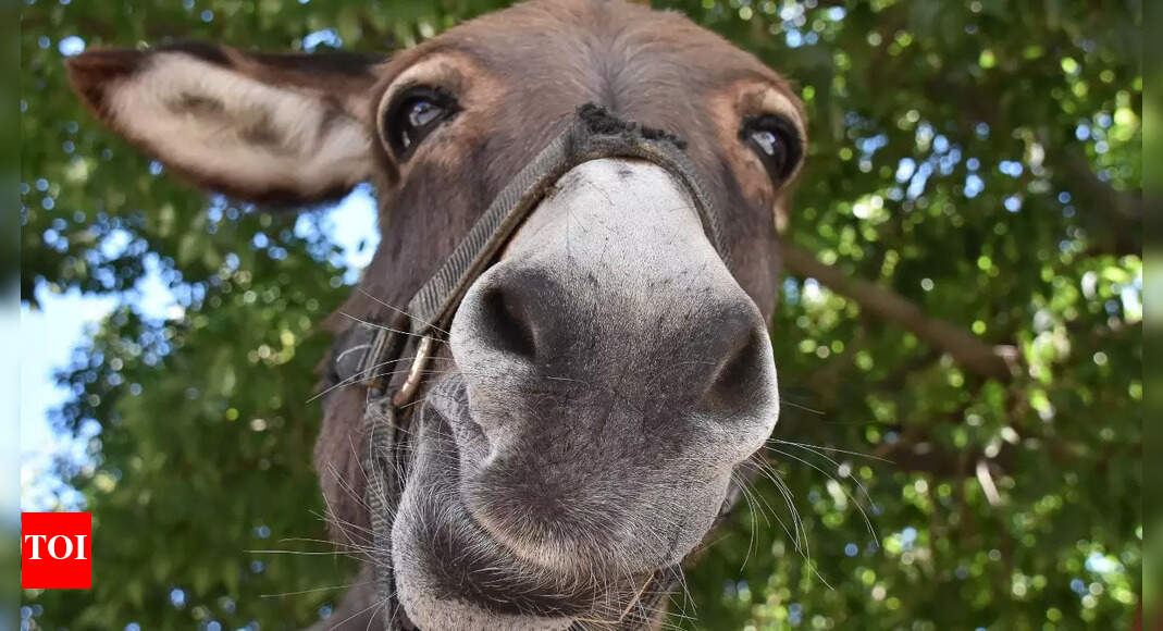 14 surprising things that make donkeys happier - The Times of India