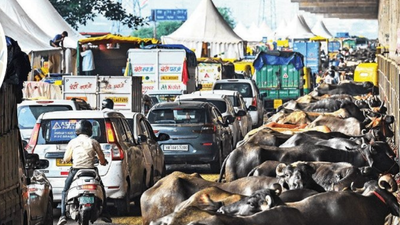 Expressway dreams, traffic nightmare: Flood relief camp reduces 3 lanes to 1 in capital; tents block one flank, cattle the other