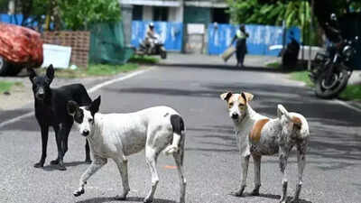 Pack of stray dogs mauls Class 7 girl to death in Madhya Pradesh