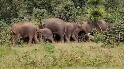 MLA TD Rajegowda directs forest department to capture elephants causing trouble in Sringeri constituency