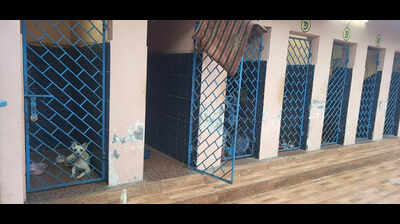 Berhampur resumes animal birth control programme to manage stray dog population