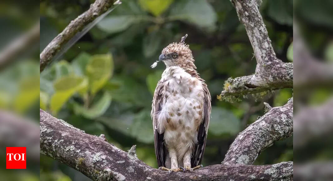 Chennai gets India’s 1st raptor research foundation | Chennai News ...