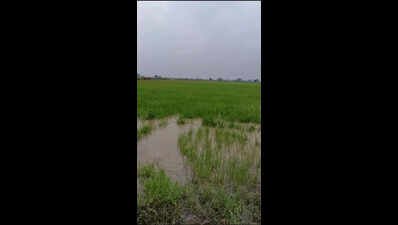 Ghaggar river floods border posts