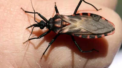 Deadly ‘Kissing Bugs’ spreading across US; Which states are affected and how to protect yourself from Chagas disease?