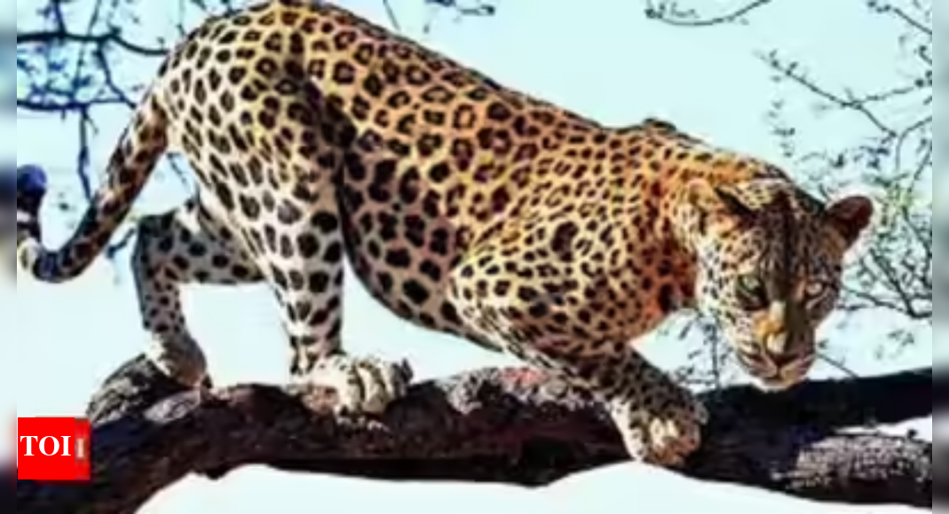Leopard rumour at Jawaharlal Nehru University triggers panic; forest ...