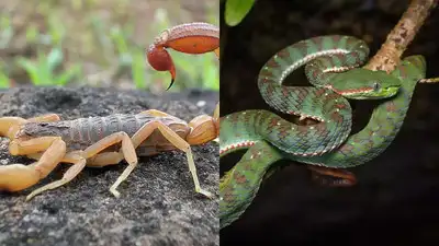  Which venom is more dangerous to humans and how it affects survival