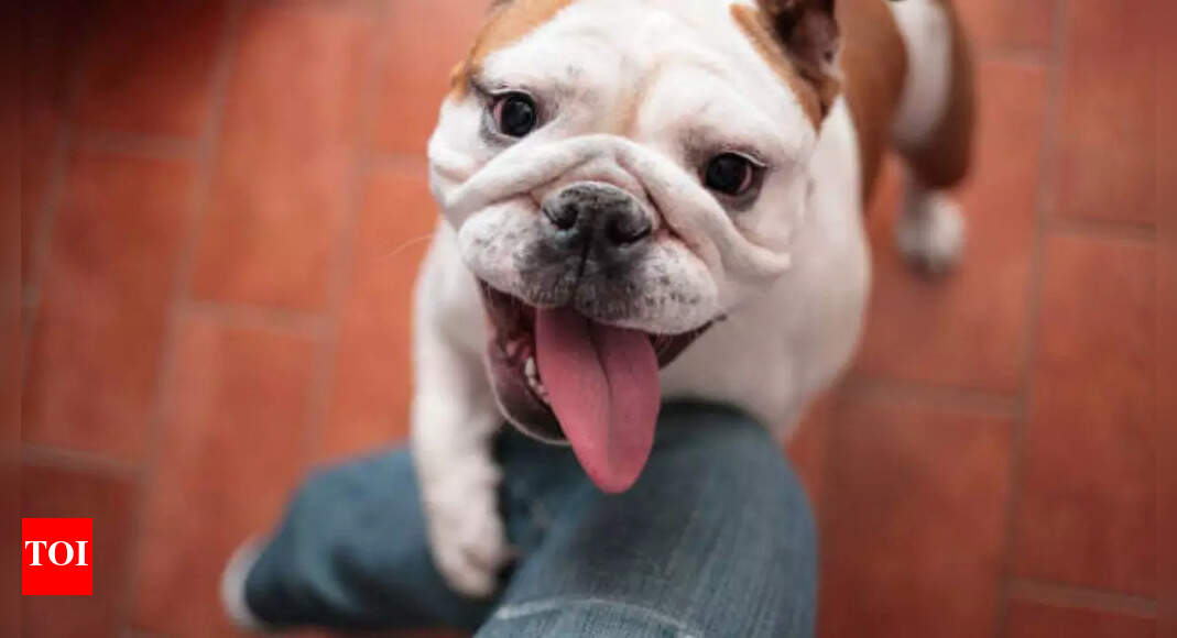 <div>Sit, stay… vote? US woman accused of casting ballot in dog’s name; faces felonies over paw-litical fraud</div> <div>Sit, stay… vote? US woman accused of casting ballot in dog’s name; faces felonies over 'paw-litical' fraud</div>