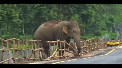 Wild jumbo demolishes security barricade ahead of PM’s visit to bio-ethanol plant in Golaghat