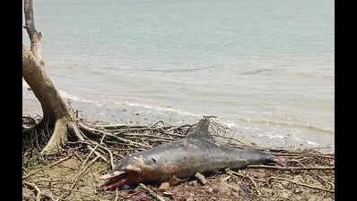 Bottlenose dolphin found dead 50 km from Bay near Sundarbans
