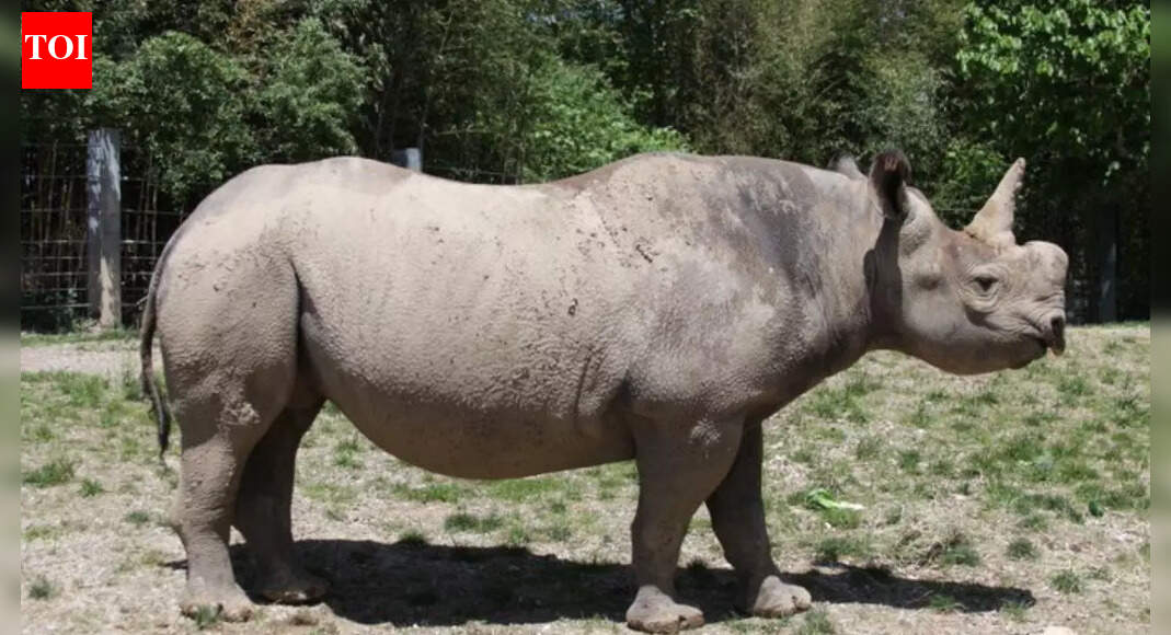 9 animals with the longest pregnancy period