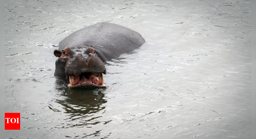 Hippo horror in Ivory Coast: Boat capsizes on Sassandra River, throwing people into water; children among 11 go missing