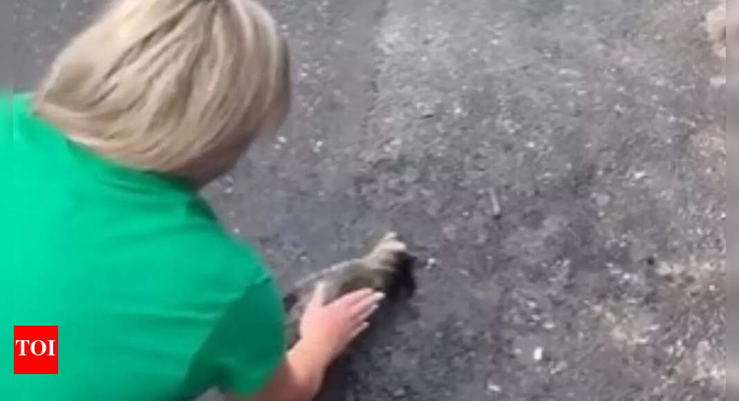 Viral video: Kentucky nurse revives baby raccoon with CPR; watch Viral video: Kentucky nurse revives baby raccoon with CPR; watch