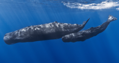 The whale poop that made three fishermen rich over night !