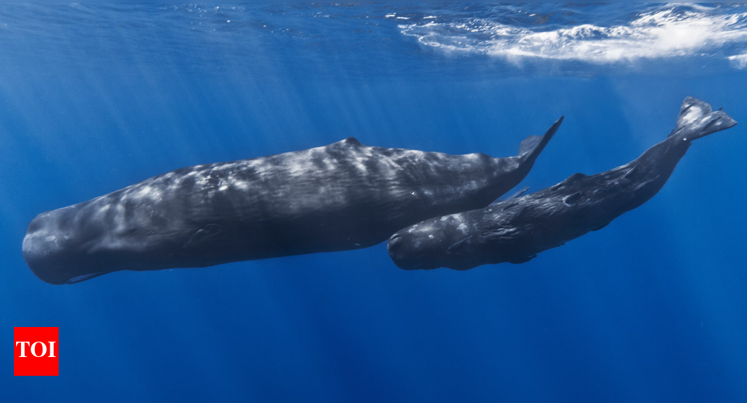 Floating Gold: The whale poop that made three fishermen rich over night !