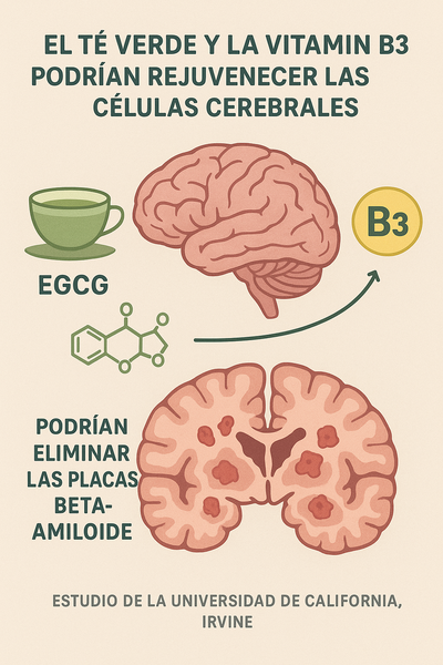 ¿Puede el té verde ayudar a combatir el Alzheimer? Un nuevo hallazgo promete mucho más