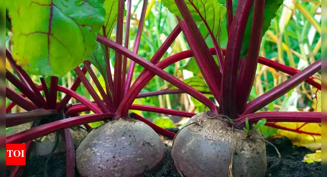 10 common beet growing mistakes and how to fix them