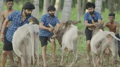 Ashok gets injured on the 'Manju Virattu' set; a bull scene goes wrong—an unexpected accident raises safety concerns