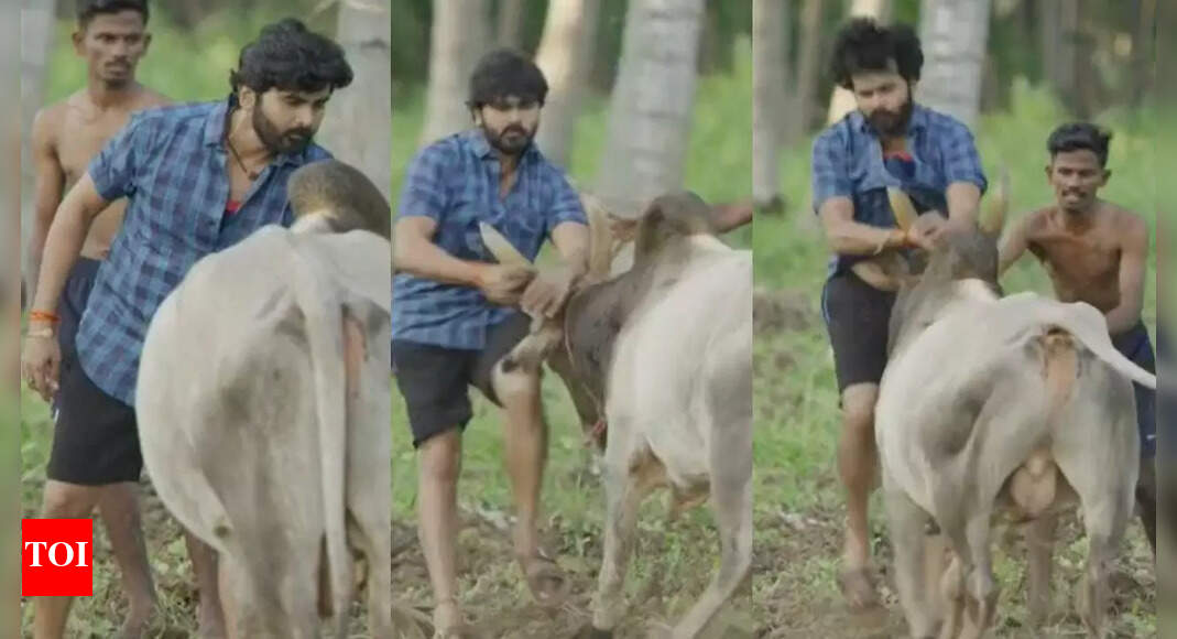 Ashok gets injured on the 'Manju Virattu' set; a bull scene goes wrong—an unexpected accident raises safety concerns
