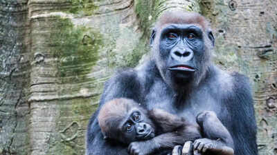 Cross River Gorilla: Africa’s rarest great ape hidden in remote forests; discover their uniqueness, behaviour, and habitat