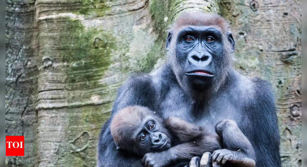 Cross River Gorilla: Africa’s rarest great ape hidden in remote forests; discover their uniqueness, behaviour, and habitat