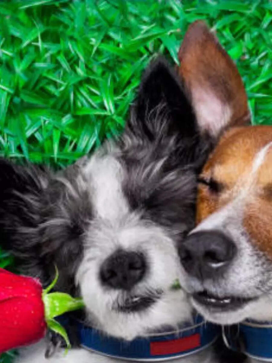Soulmates of the animal kingdom: 8 creatures who never let ‘love’ fade – The Times of India