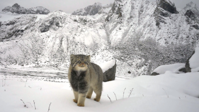 Arunachal Pradesh records first-ever photographic evidence of the elusive Pallas’s cat