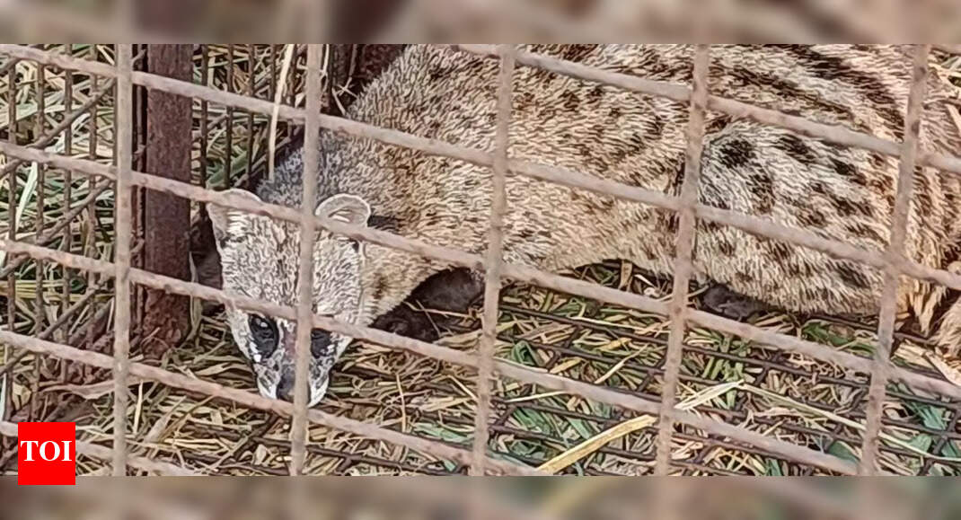 Biju Patnaik International Airport implements measures to control wild animal presence