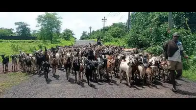 From sticky Malegaon to rocky Pernem, a symbiotic migration of man and goat