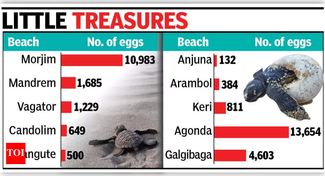 Olive Ridley turtles thrive: With over 34,500 eggs, numbers surge ...