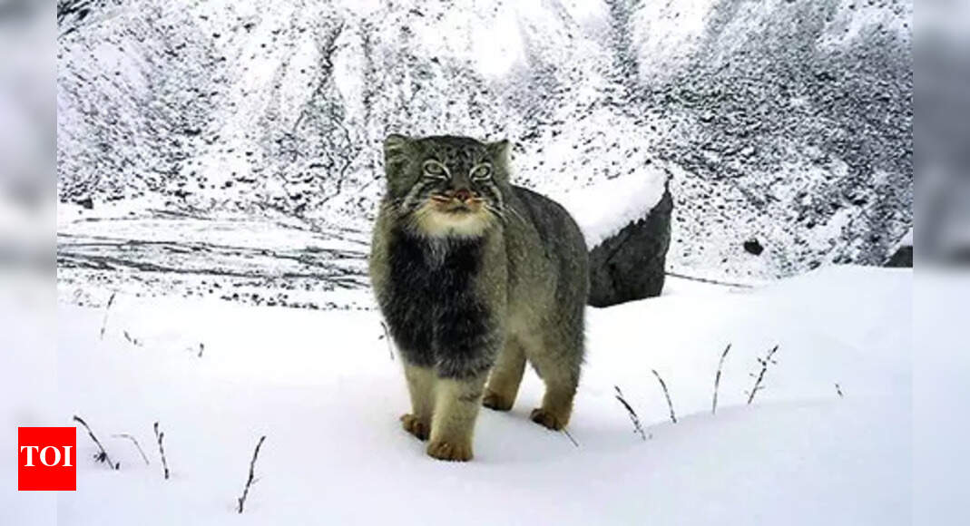<div>Survey captures first photo of Pallass cat in Arunachal</div> <div>Survey captures first photo of Pallas's cat in Arunachal</div>