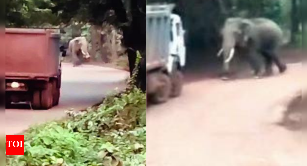 ‘Naughty’ tusker rules road: Truckers leave vehicles, run for life in Chhattisgarh’s Balod