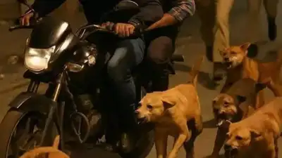 Bow wow! Stray dogs help cops end year-long cat-and-mouse game of Sitapur gang’s motorcycle theft spree