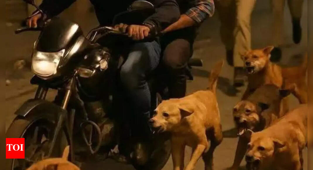 Bow wow! Stray dogs corner bike thieves, cops swoop in; 40 stolen motorcycles recovered