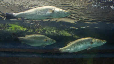 Myth or miracle? Meet this aquatic creature who can change its sex, when needed!