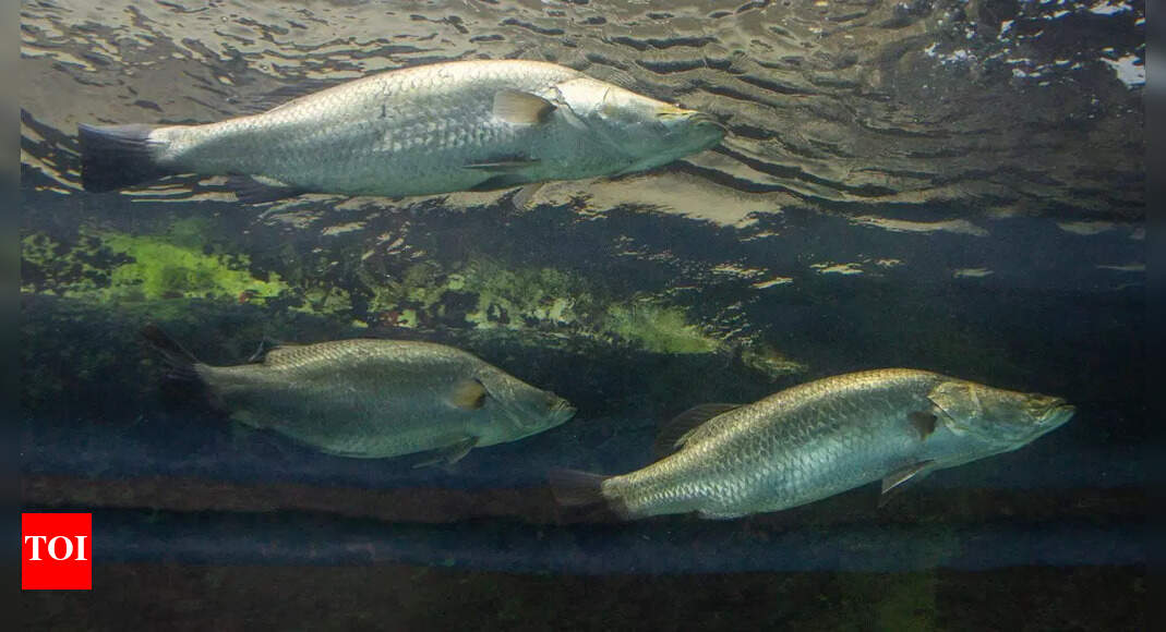 Myth or miracle? Meet this aquatic creature who can change its sex, when needed!
