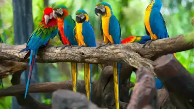 உங்கள் கிளி வலியுறுத்தப்பட்டால் எப்படி சொல்வது: ஒவ்வொரு உரிமையாளரும் தெரிந்து கொள்ள வேண்டிய 6 எச்சரிக்கை அறிகுறிகள்