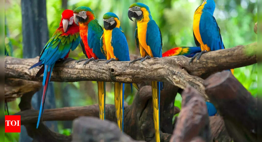 How to tell if your parrot is stressed: 6 warning signs every owner should know
